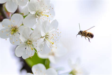Honey Bees and Pollination | Latest news | Fruit Growers Tasmania