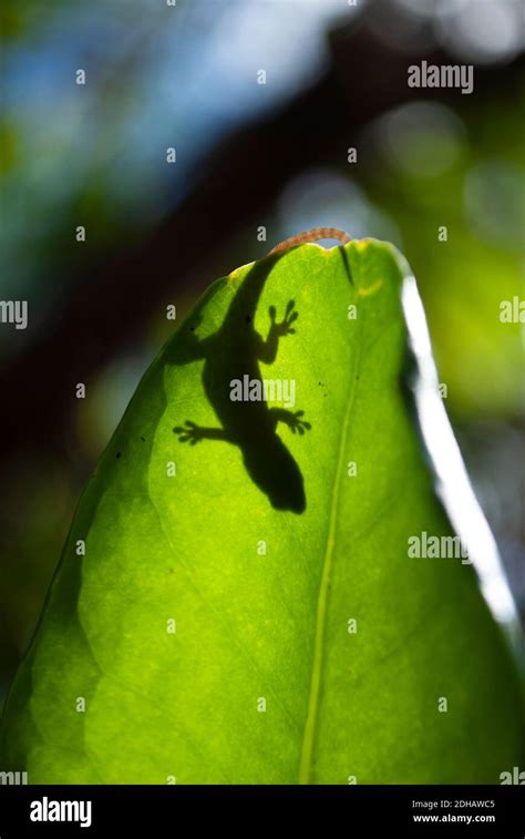 Mauritius Ornate Day Gecko Phelsuma Ornata Mauritius Stock Photo Alamy