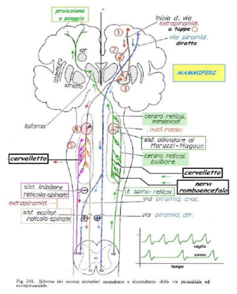 Atassia 1 Fisioterapia Maniscalco