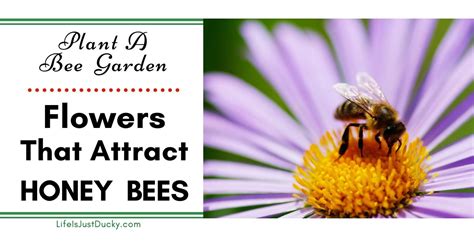 Plant Flowers That Attract Bees For A Better Garden Life Is Just Ducky