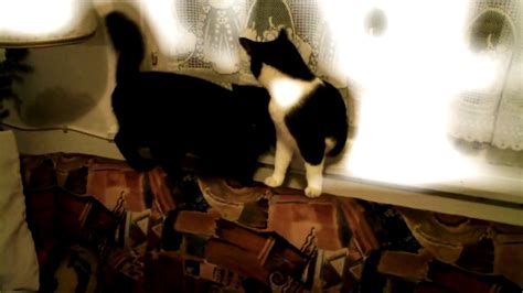 Pussy S Licking Eachother TRAILER YouTube