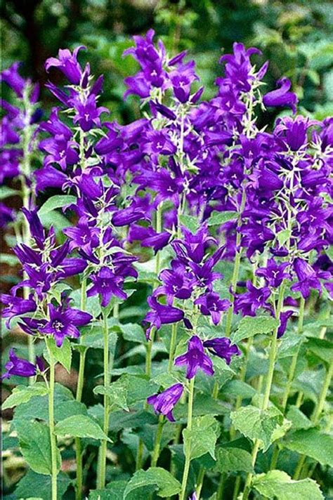 Колокольчик широколистный Колоко́льчик (лат. Campánula) — род ...