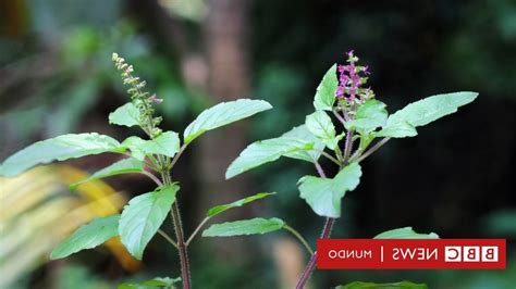 Descubre El Poder Curativo De Las Plantas Con Hojas Verdes