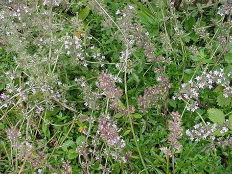 Photo Plante Thymus Serpyllum Thym Serpolet Education Environnement