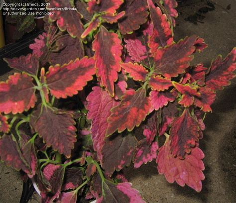 Plantfiles Pictures Coleus Flame Nettle Painted Nettle Plum Parfait