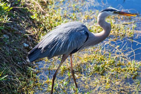 Spiritual Meaning And Symbolism Of Blue Heron