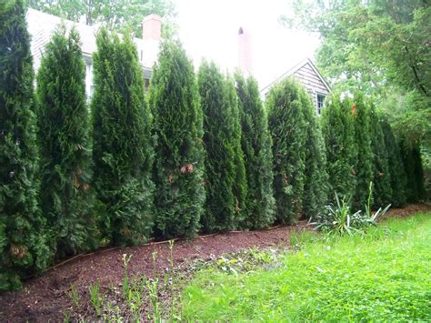 Thuja Emerald Green Arborvitae Spacing Wrocawski Informator