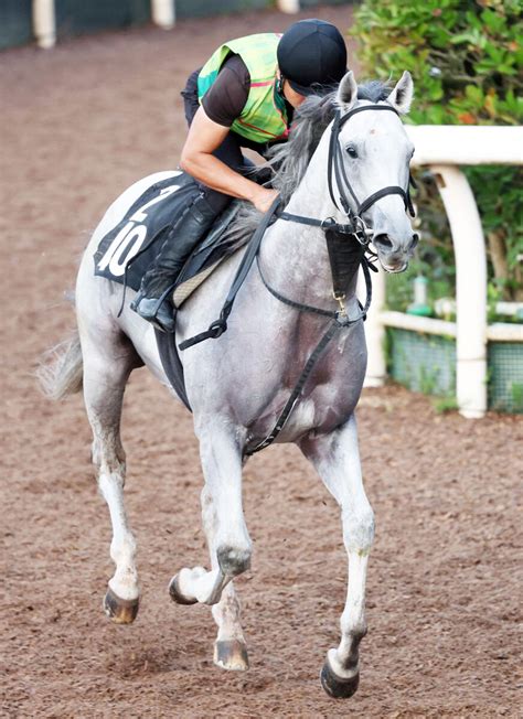 【セントライト記念】前走レコード圧勝のガイアフォースが重賞初挑戦vへ杉山晴調教師「前走は強い勝ち方。迫力も増してきている