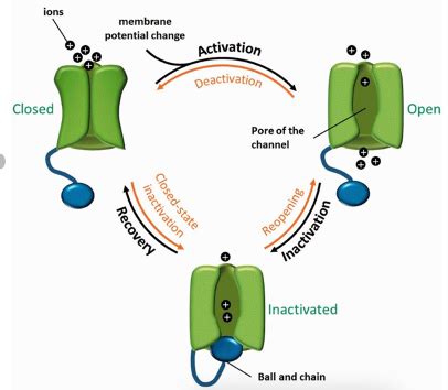 Voltage-gated sodium channels – the gates in the cell membrane