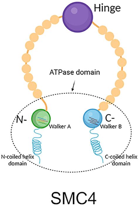 Frontiers SMC4 A Novel Tumor Prognostic Marker And Potential Tumor