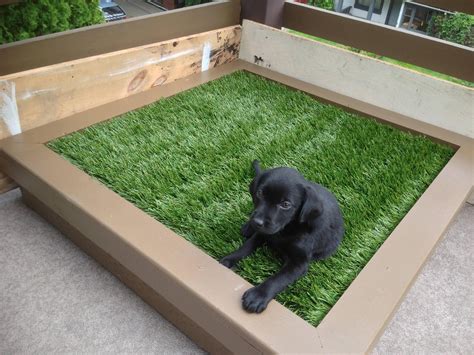 Porch Potty For City Dogs Or Lazy Owners Diy Porch Potty For Dogs And