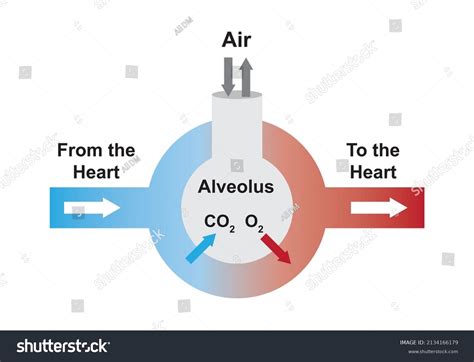 Scientific Designing Alveoli Diagram Function Alveolus Stock Vector