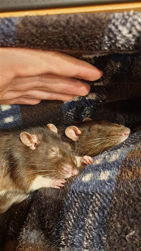 Rats are so cute when they're sleeping : r/RATS