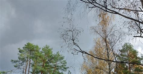 Мухомор | Пикабу