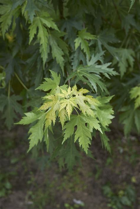 Green Fresh Leaves of Acer Saccharinum Tree Stock Photo - Image of ...