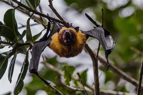 listen   bats wsu insider washington state university