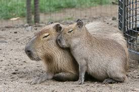 Adaptations - capybara