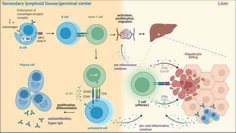 Potential Roles Of B Cells In The Pathogenesis Of Autoimmune Hepatitis Download Scientific