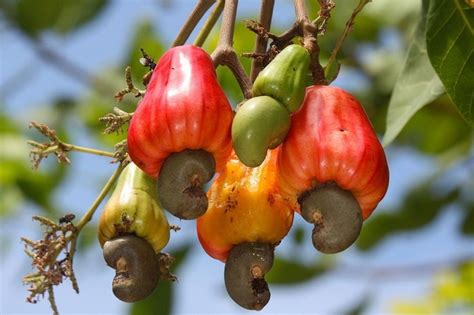 Buah Jambu Monyet