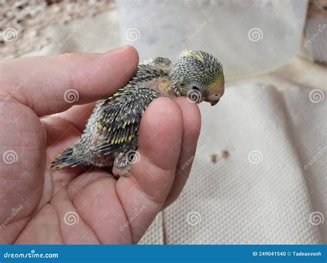 Newborn Budgie Parrot Closeup Stock Photo Image Of Cute Common