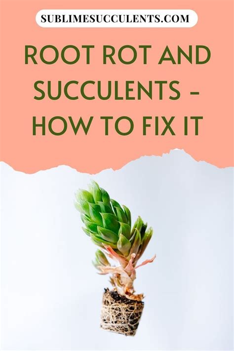 Succulent Root Rot Fast Treatment To Healthy Plants Succulent Care