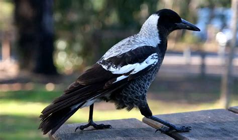 Australian Magpie The Animal Facts Appearance Diet Habitat Behavior