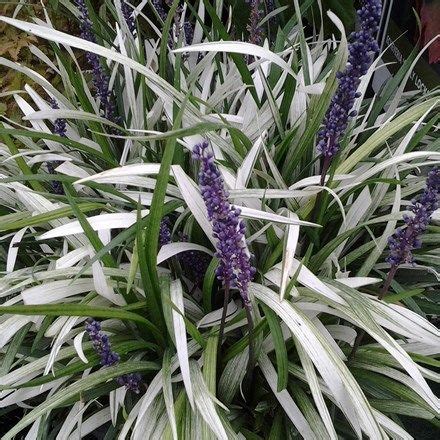 Liriope Muscari Okina PBR Liriope Muscari Lily Turf Perennials