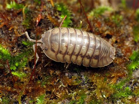 Isopods (Order Isopoda) · iNaturalist.ca