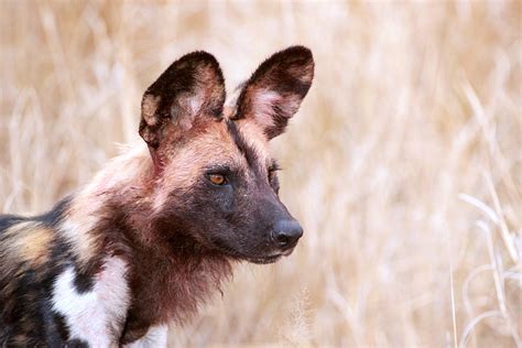 Five Of South Africas Top Game Reserves Top Oz Tours