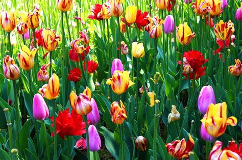 bunga warna warni pemandangan foto gratis  pixabay