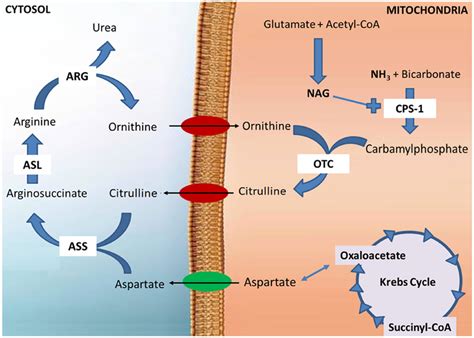 Urea Cycle Liver