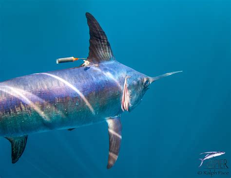 swordfish pfleger institute  environmental research