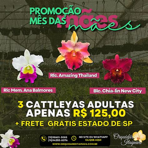 Kit 3 Cattleyas Adultas Prontas Para Florir Orquidario Itaipava