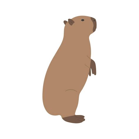 Premium Vector Capybara Single 28