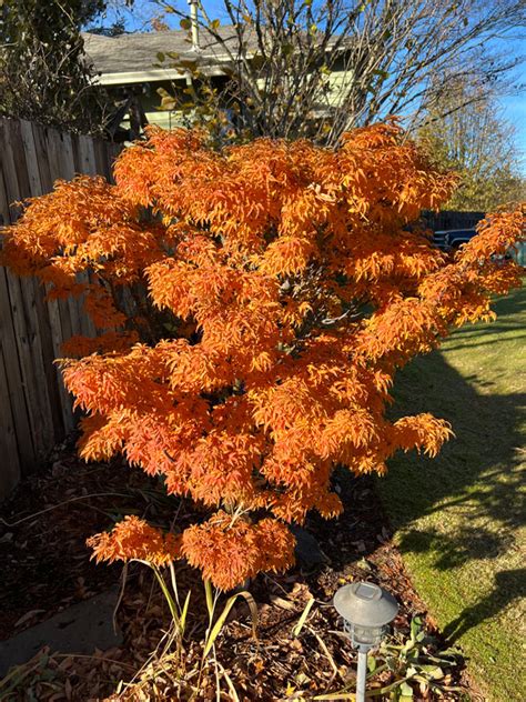 Shishigashira Japanese Maple J Frank Schmidt Son Co