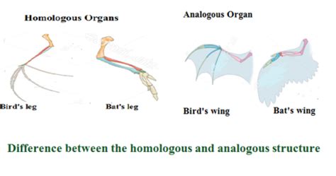 Difference Between The Homologous And Analogous Structure Of Organs