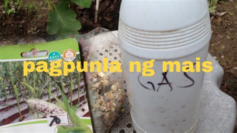 Paano Magpunla Sa Buto Ng Mais Na Hindi Kainin Ng Mga Insekto Vlog