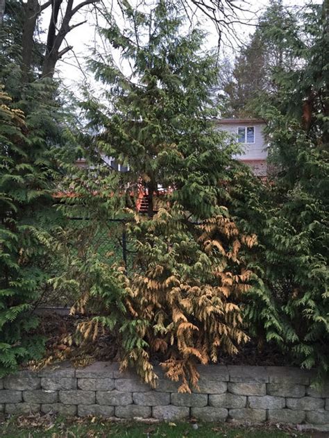 Established Green Giant Arborvitae Dying