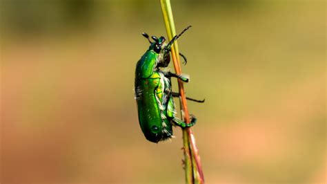 Discover 10 Types Of Green Beetles A Z Animals