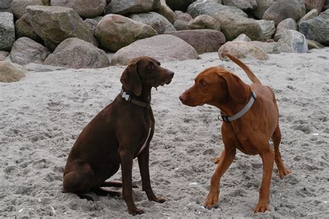 dog tail positions