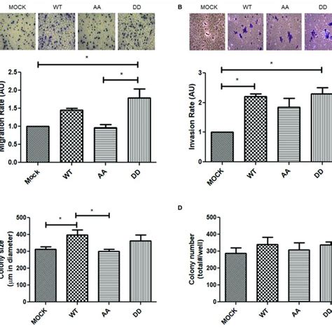 Migration Invasion And Colony Formation Upon Expression Of Ece1c