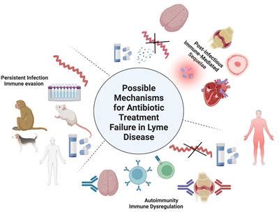 Frontiers Lyme Disease And The Pursuit Of A Clinical Cure