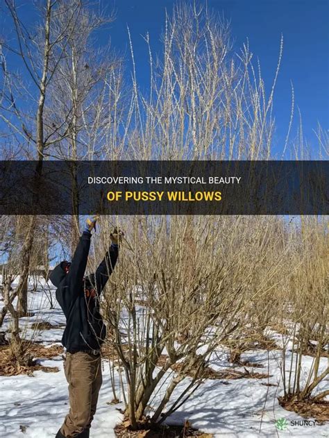 Discovering The Mystical Beauty Of Pussy Willows Shuncy