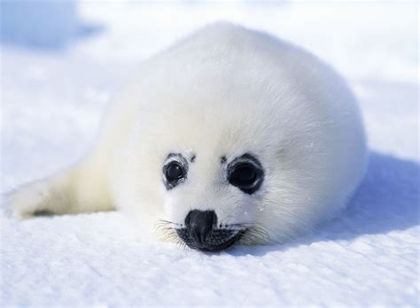 Arctic Seal