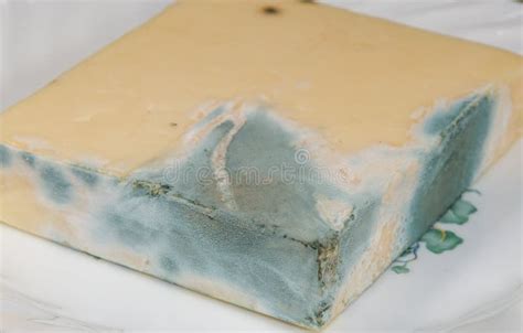 Moldy Cheese Isolated Picture Image 13596835