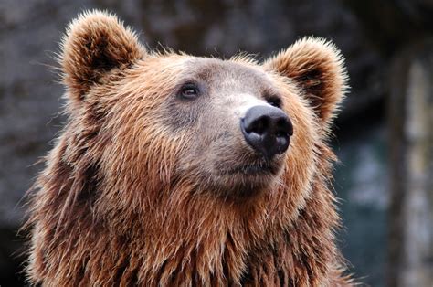 Free Images Animal Wildlife Zoo Mammal Fauna Brown Bear