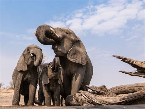 A New Perspective On Elephants Smithsonian Photo Contest