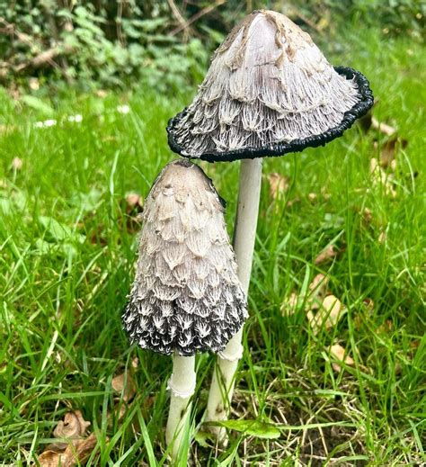 [Top 5] Shaggy Mane Mushroom Poisonous Look Alikes