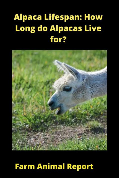 Alpaca Life Expectancy 2024 Lifespan Of An Alpaca