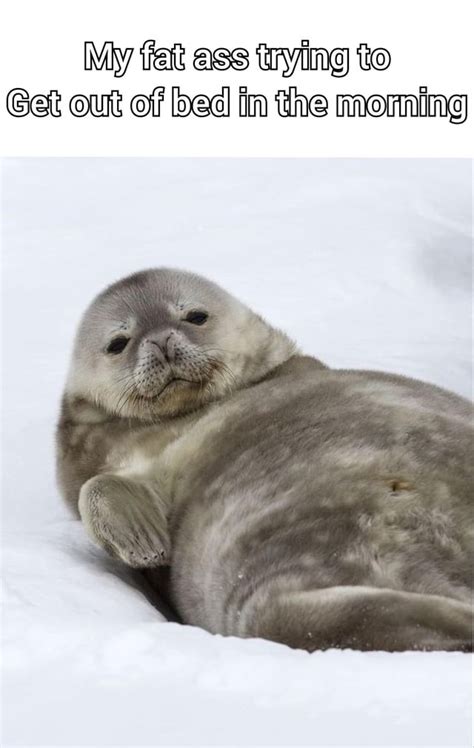 Here: have a seal : r/memes